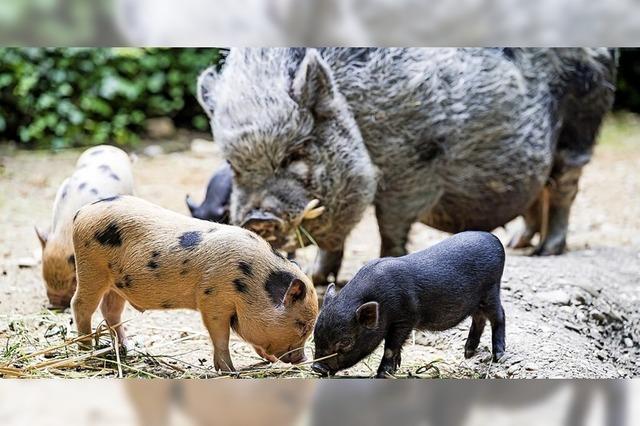 Sommernacht im Basler Zoo