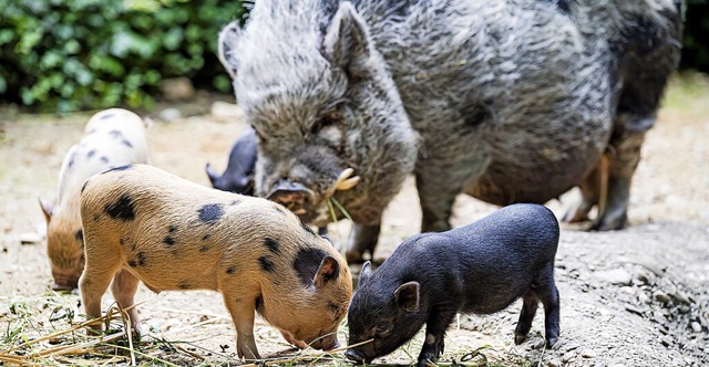   | Foto: Zoo Basel (Torben Weber)