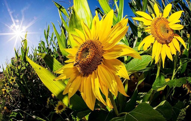 Die Sonnenblume ist das Symbol der Gr...gswahl im Herbst in die Hnde spielen.  | Foto: Christoph Schmidt