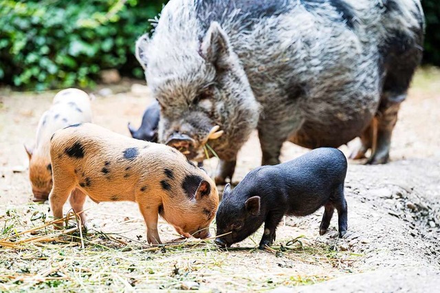 Die Minipigs im Basler Zoo haben Nachwuchs  | Foto: Zoo Basel (Torben Weber)