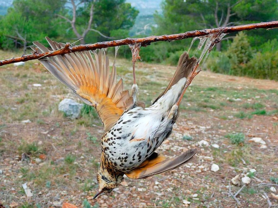 Eine Singdrossel ist an einer Leimrute...Jahr 2009 in der Provence aufgenommen.  | Foto: picture alliance/dpa/Komitee gegen den Vogelmord