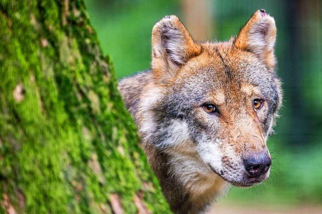 Der Wolf wird sich im Schwarzwald weiter ausbreiten