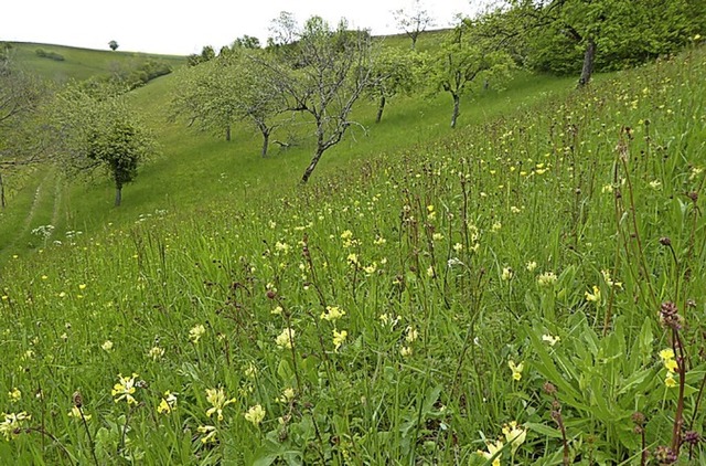 Die Mhwiese in Untermettingen bietet ...r seltene Pflanzen- und Insektenarten.  | Foto: Stefan Hafner