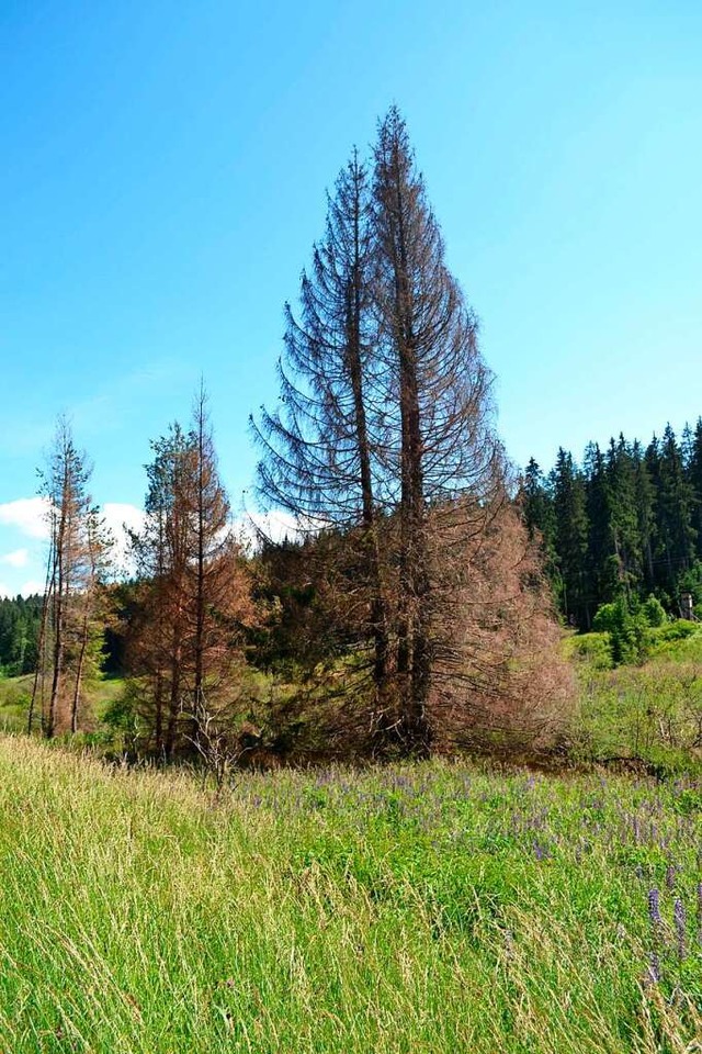 Nicht an allen Standorten gedeihen die... dem  Klosterbachtal in Friedenweiler.  | Foto: Liane Schilling