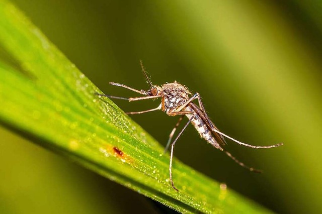 Rheinschnaken knnen  den Aufenthalt i...chwasser knnen dies aber noch ndern.  | Foto: Roziline