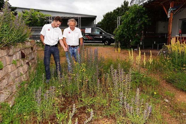 Im Emmendinger Gewerbegebiet gibt es mehr Natur als in manchem Garten