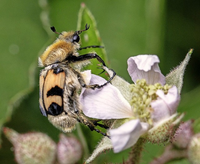 Fotos von Insekten, die Blten besuchen, sind in Freiamt zu sehen.  | Foto: Gemeinde Freiamt