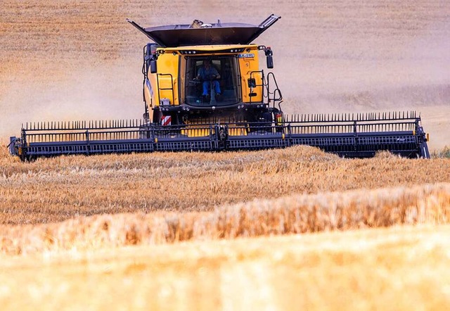 Nach drei trockenen Jahren in Folge hoffen die Landwirte auf eine gute Ernte.  | Foto: Jens Bttner (dpa)