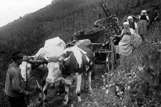 Winzer beim Herbsten in den Reben des Stampferhofs um 1940  | Foto: Arbeitskreis Glottertler Ortsgeschichte