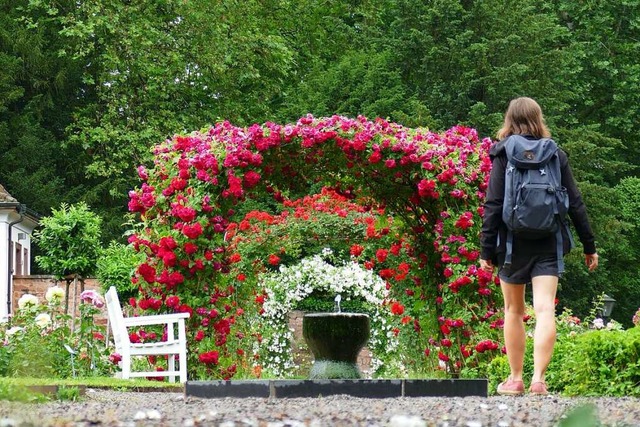 Rosenpracht &#8211; zu dieser Jahreszeit ist die Blte ppig.  | Foto: Silke Kohlmann