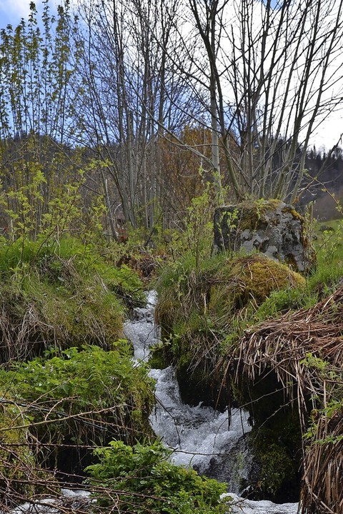 Hingehrt: Mit offenen Ohren durch die Natur  | Foto: Anita Fertl