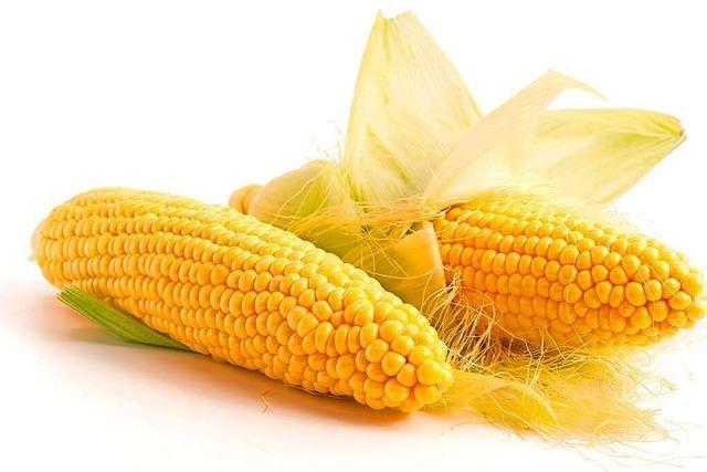 Der Mais ist das Gemüse der Jahre 2021/22