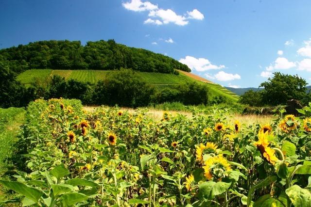 Unterwegs auf dem Castellbergpfad bei Ballrechten-Dottingen