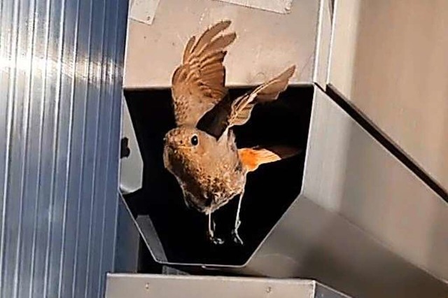 Bei der Zeitungsrhre herrscht intensiver Flugbetrieb.  | Foto: Rolf Reimann