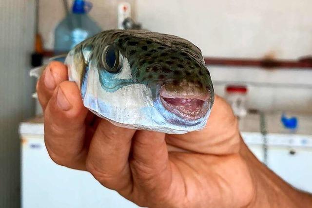 Vor der türkischen Mittelmeerküste breitet sich der Hasenkopf-Kugelfisch aus