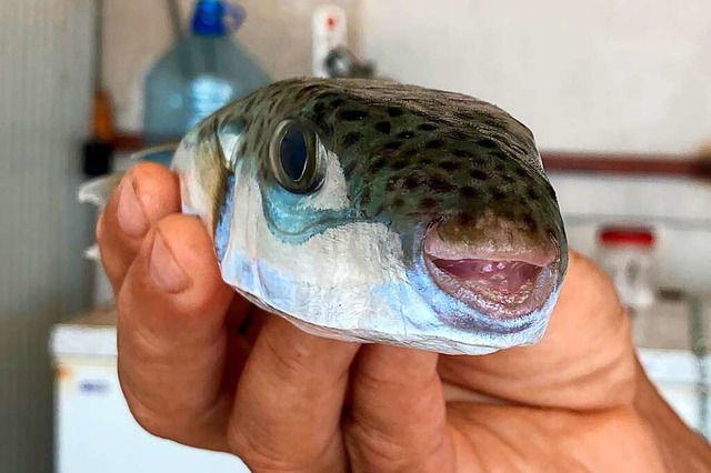 Ungeliebter Einwanderer:  Hasenkopf-Kugelfisch  | Foto: Anne Pollmann (dpa)