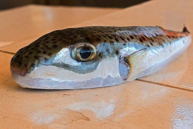 Er ist einer der ungeliebten Einwanderer: der Hasenkopf-Kugelfisch.  | Foto: Anne Pollmann (dpa)