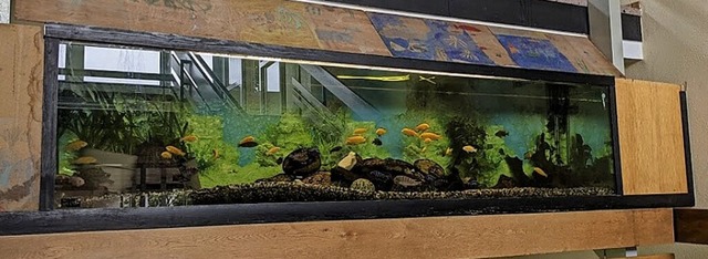 Das alte Aquarium in der Isteiner Grundschule wird erneuert.  | Foto: Selina Denzer