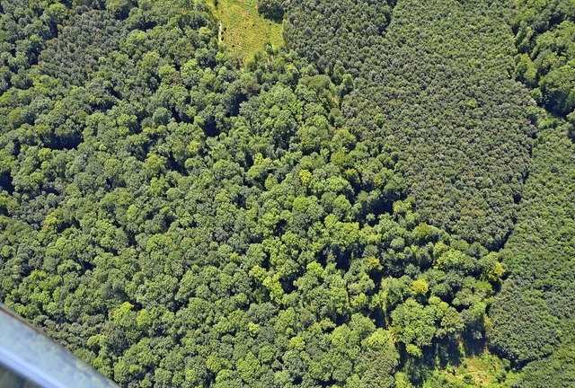 Der Offenburger Stadtwald muss von der...ung dem Klimawandel angepasst werden.   | Foto: Ralf Burgmaier