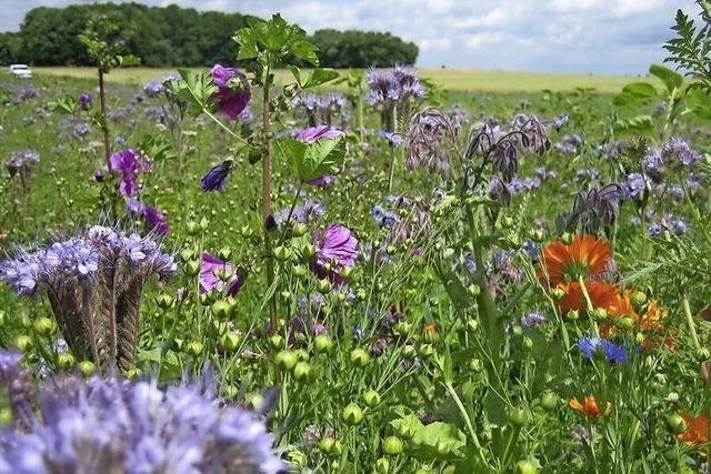 Jede Flche zhlt als Bienenweide