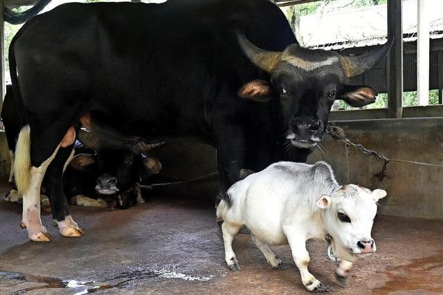 Mini-Kuh wird zum Star in Bangladesch