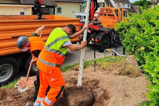 In Lrrach gibt es ein neues Konzept fr Stadtgrn und -bume