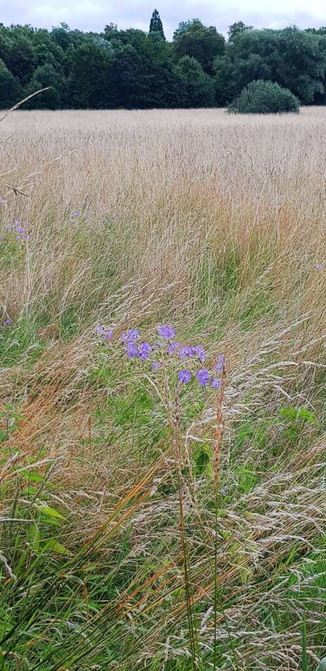 Sollen unter Schutz gestellt werden: D...esen im Gebiet Haselwald-Spitzmatten.   | Foto: Gerhard Walser