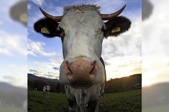 Verfahren gegen Milchbauern