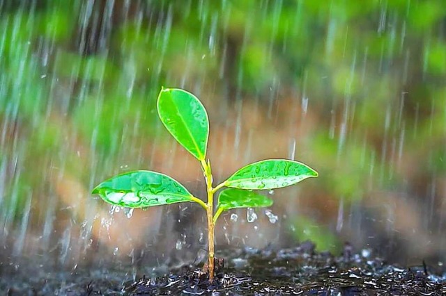 Der Dauerregen tut jungen Pflanzen nic...n Sonnenstrahlen, die Energie liefern.  | Foto: Blue Planet Studio  (stock.adobe.com)