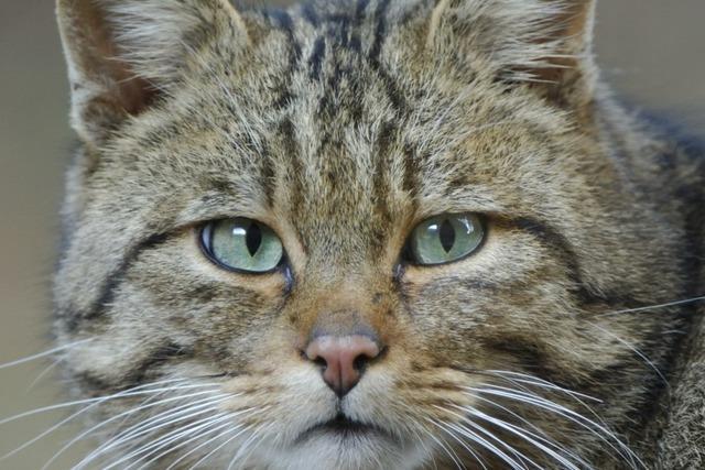 Die Wildkatze galt in Baden-Wrttemberg als ausgestorben - jetzt ist sie zurck