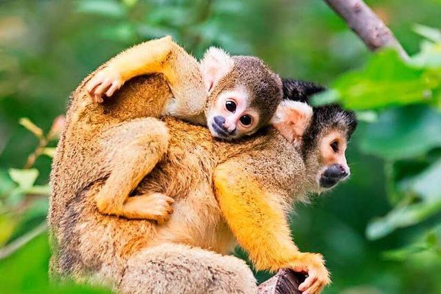 Im Basler Zoo gibt es jetzt noch mehr Affen