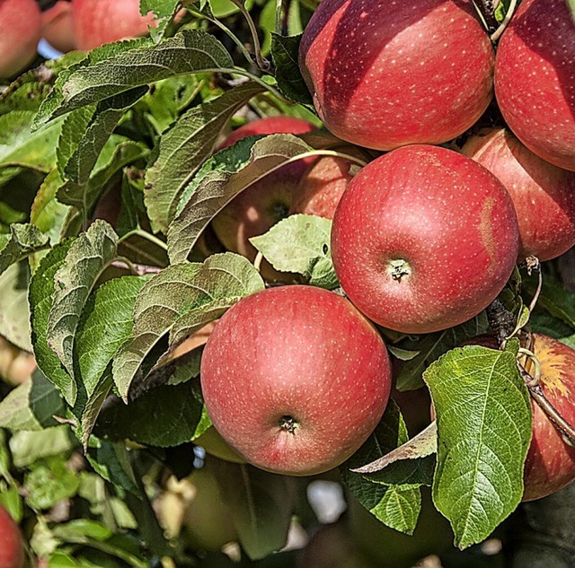 Eine Slapp-Klage gegen Pestizideinsatz in Apfelmonokulturen ist anhngig.  | Foto: Andrea Schiffner