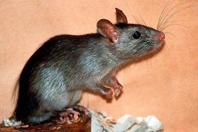 Den Ratten in Neuried geht’s an den Kragen