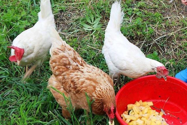 Mit dem Federvieh auf Du und Du: Die Renaissance der Hühnerhaltung