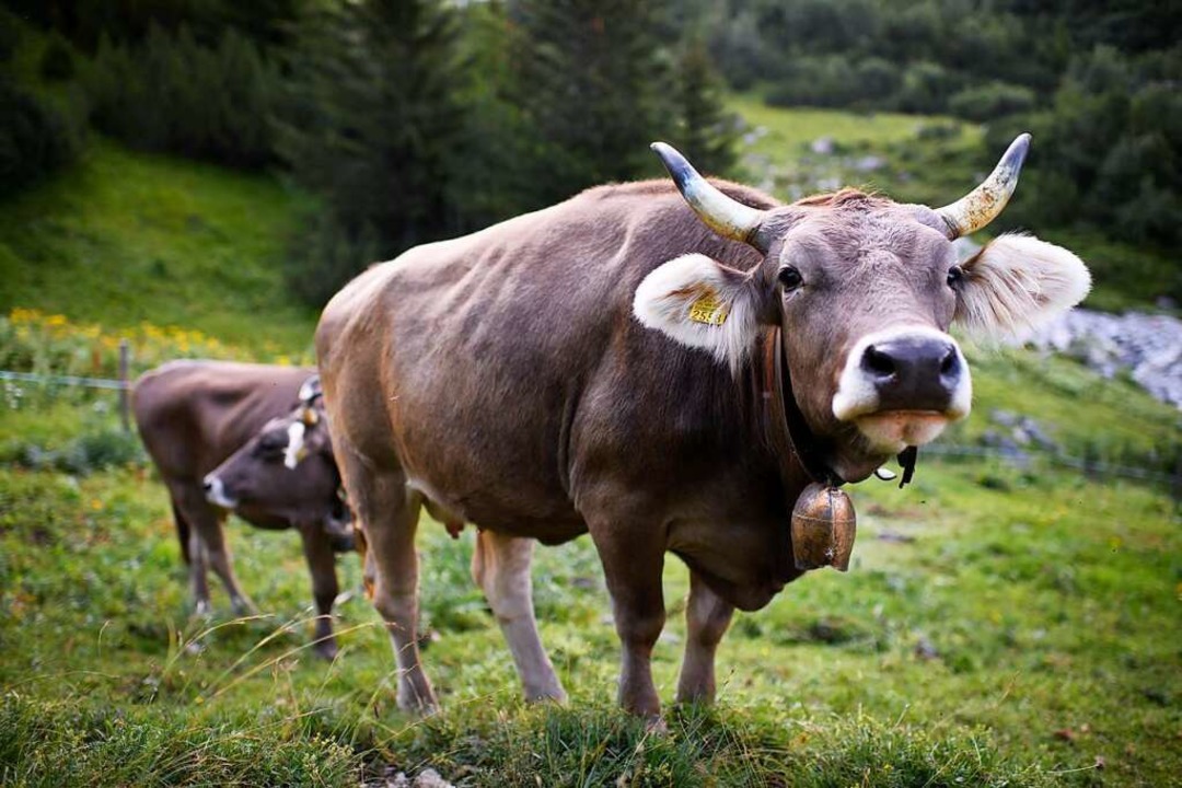 Ein Ziel: mehr glckliche Khe  | Foto: Gian Ehrenzeller