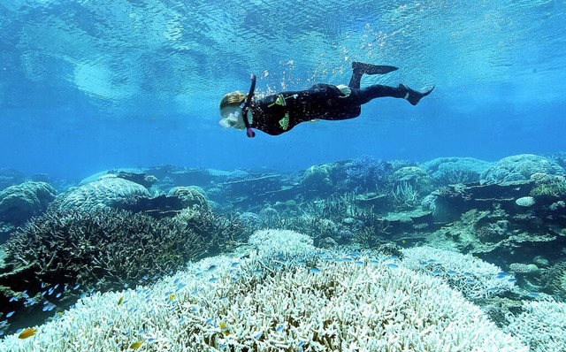 Eine Taucherin ber ausgebleichten Korallen des Great Barrier Reef  | Foto: Dean Miller