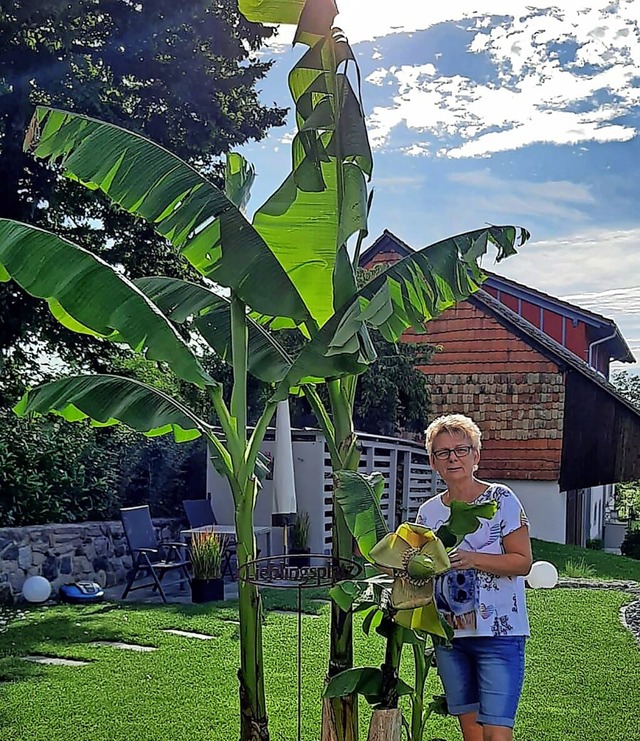 Die Bananenstaude ist fast doppelt so gro wie Corina Bluhm.  | Foto:  Roland Bluhm