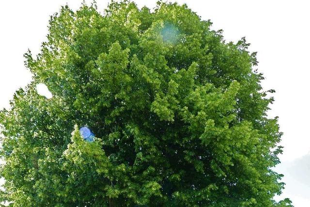 Sommerlinde auf dem Friedhof in Raich ist ein Naturdenkmal