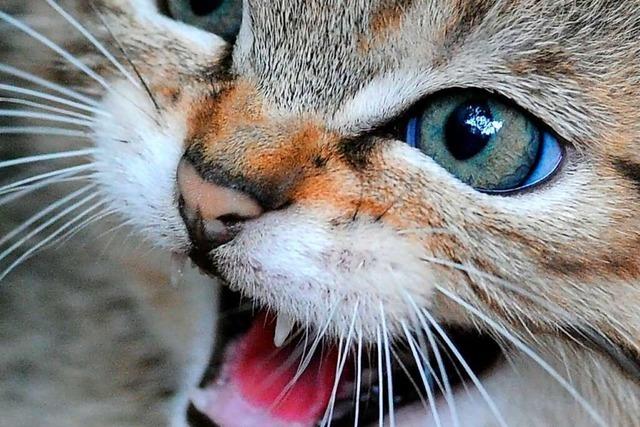 Zu viele streunende Katzen in Lahr – Kastrationspflicht wird geprüft