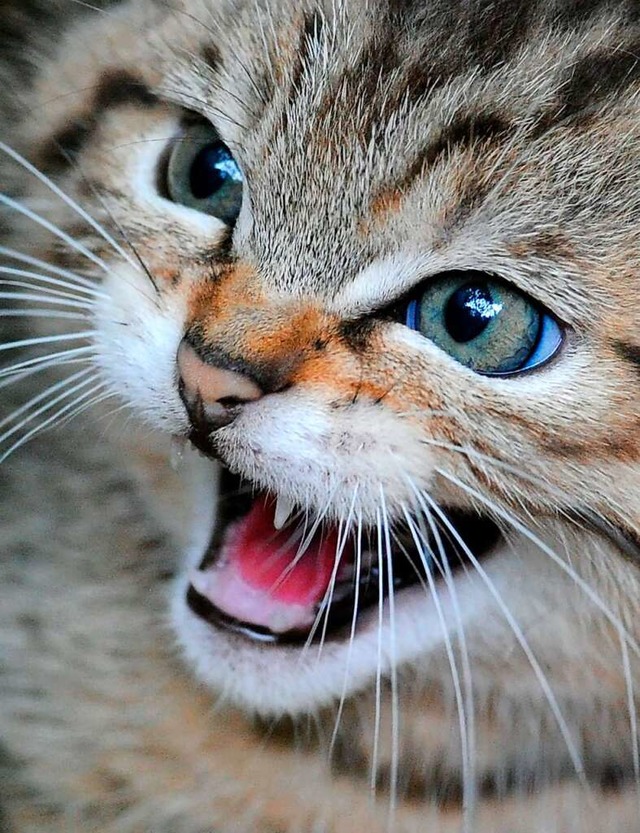 Zu viele freilebende Katzen sind ein Problem (Symbolbild)  | Foto: Carsten Rehder