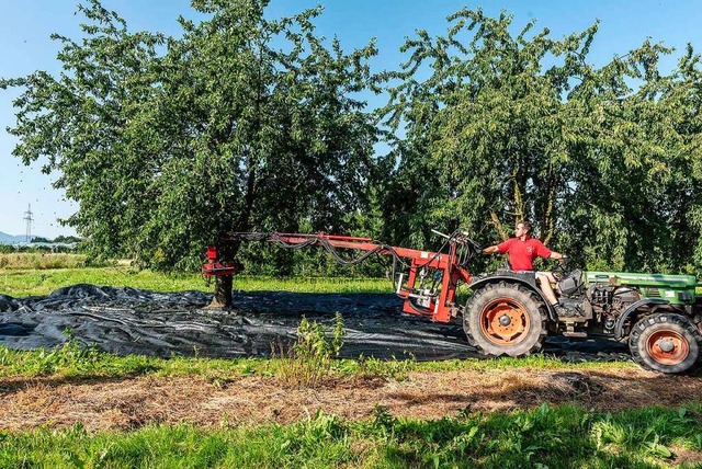 Bei der Brennkirschen-Ernte kommen &#8...z, die vom Traktor aus bedient werden.  | Foto: Hubert Rderer