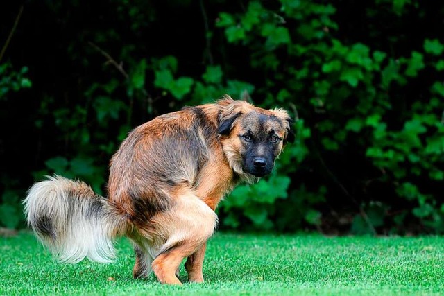 Dass ein Hund am Dreisamufer ins Gras ...ekannten in Rage gebracht. Symbolbild.  | Foto: Fotolia.com/Carola Schubbel