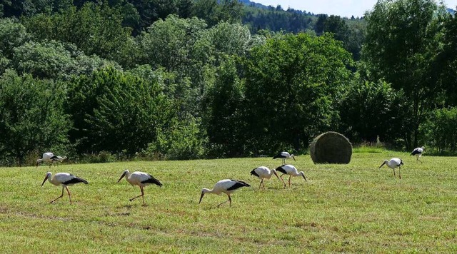 Storchen-Auflauf zwischen Bollschweil und dem Abzweig nach St. Ulrich.  | Foto: Annemarie Krebs