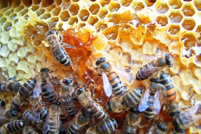 Heimischer Honig wird im Kreis Lörrach zur Rarität