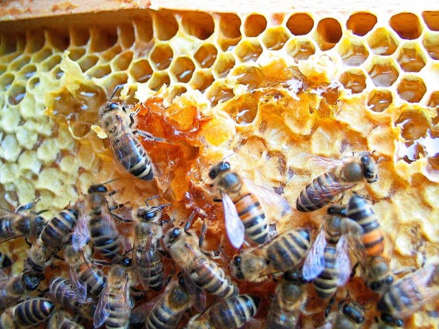 Das bisschen Honig in den Waben bentigen die Bienen selbst.  | Foto: Nobert Uttner