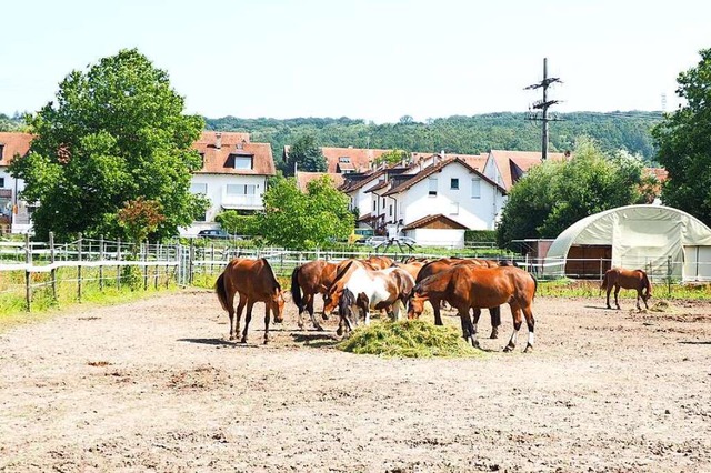 Das Verfahren zur Aussiedlung des Reit...her in Rmmingen kommt wieder in Gang.  | Foto: Herbert Frey