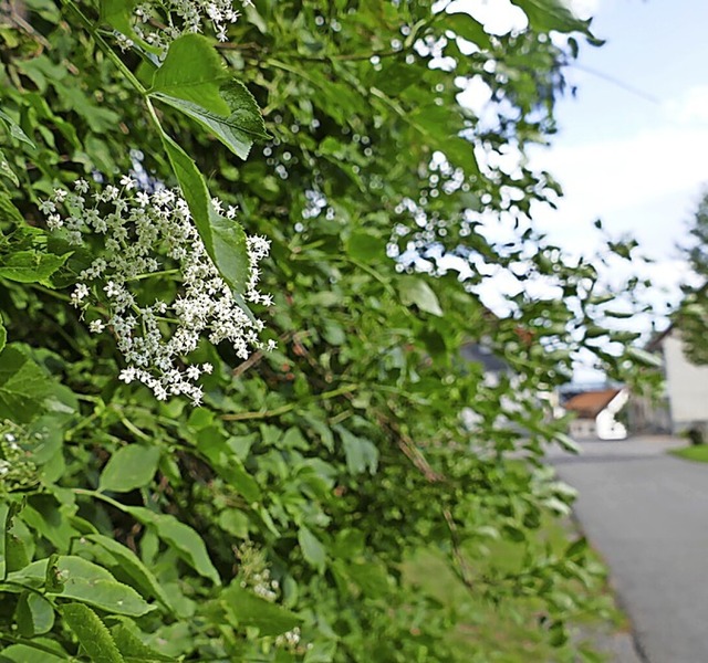 Holunderblten lassen sich auf vielfltige Weise verarbeiten.  | Foto: Stefan Limberger-Andris