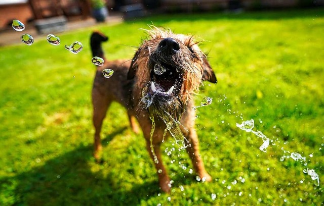 Auch die Hundesteuer brachte mehr Einnahmen als geplant (Symbolbild).  | Foto: Steve Parsons (dpa)