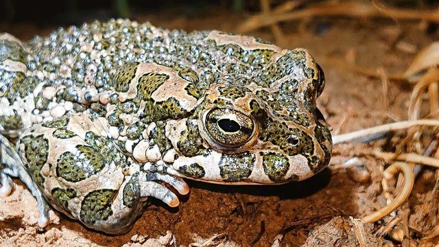 Die Wechselkrte gilt als Chamleon unter den Krten.  | Foto: Reinhold Treiber