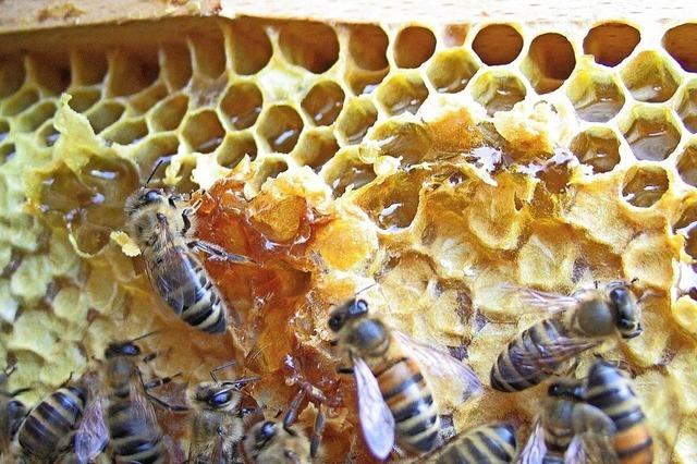 Honig wird zur Rarität